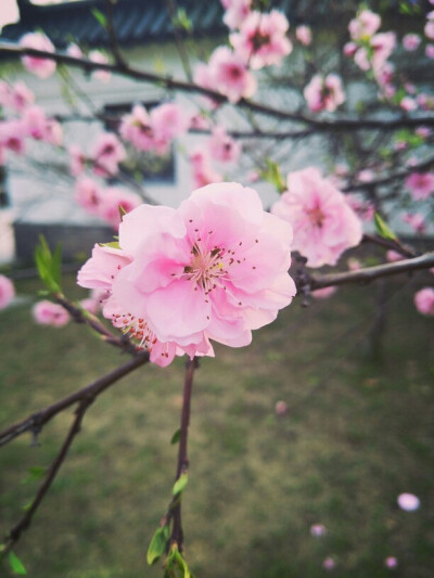 美丽春景唯美樱花