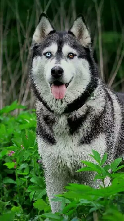 向日葵远程控制