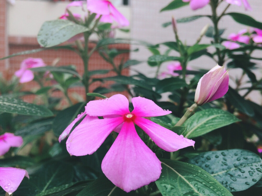 雨落花尖上