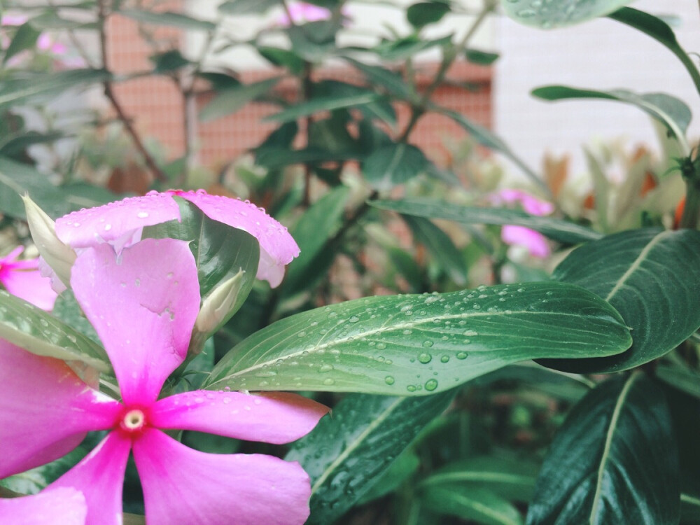 雨落花尖上