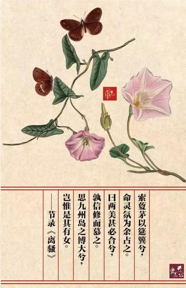 【藑茅】（qingmo）
今名：旋花
科别：旋花科
原文：索藑茅以筳篿兮，命灵氛为余占之；
曰两美其必合兮，孰信修而慕之；
思九州之博大兮，岂惟是其有女？