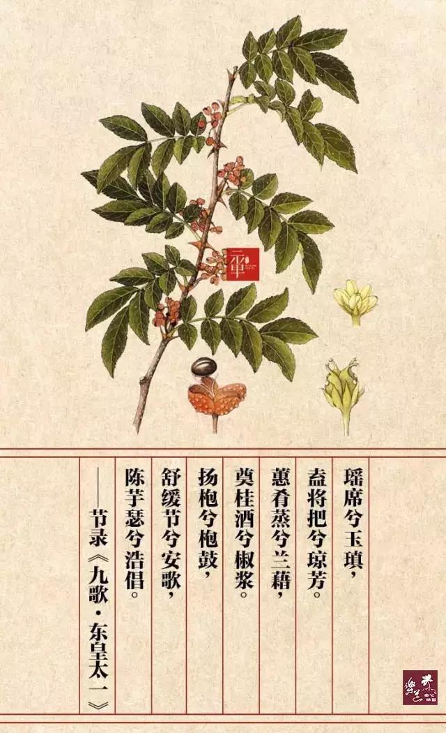 【椒】
古又名：申椒
今名：花椒
科别：芸香科
原文：瑶席兮玉瑱，盍将把兮琼芳；
蕙肴蒸兮兰藉，奠桂酒兮椒浆。
扬枹兮拊鼓，疏缓节兮安歌，
陈竽瑟兮浩倡。