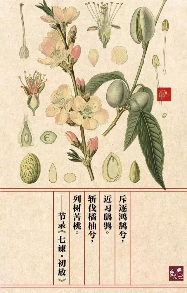 【苦桃】
今名：山桃；毛桃
科别：蔷薇科
原文：斥逐鸿鹄兮，近习鸱枭。
斩伐橘柚兮，列树苦桃。