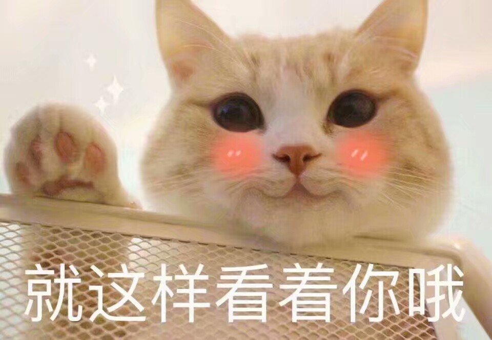 猫猫表情包