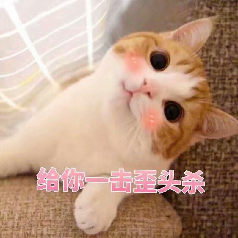 猫猫表情包