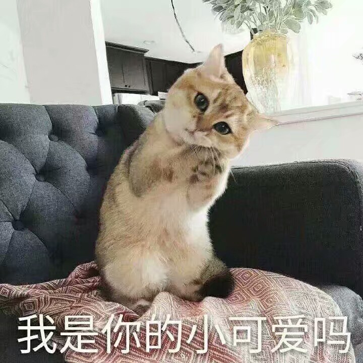 猫猫表情包