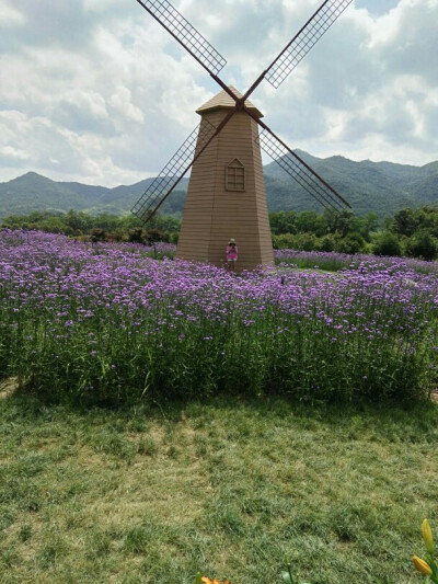 紫花马鞭草