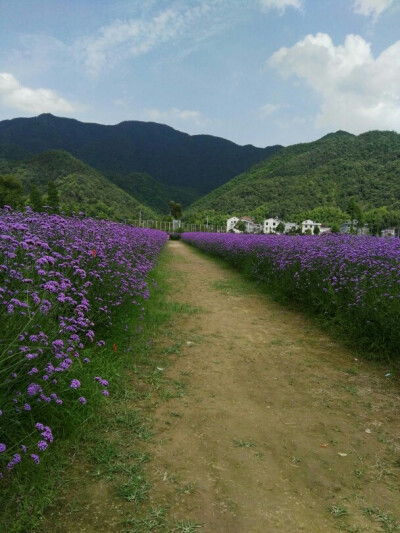 紫花马鞭草