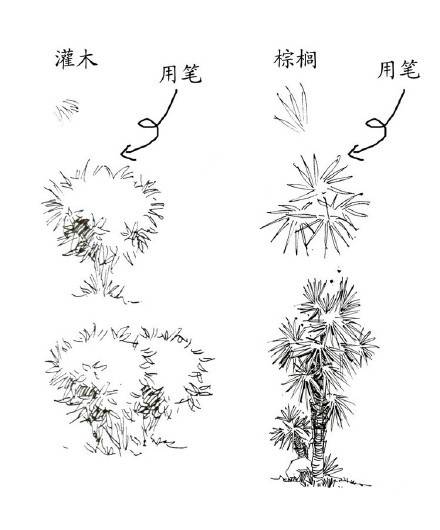 植物的画法