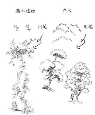 植物的画法