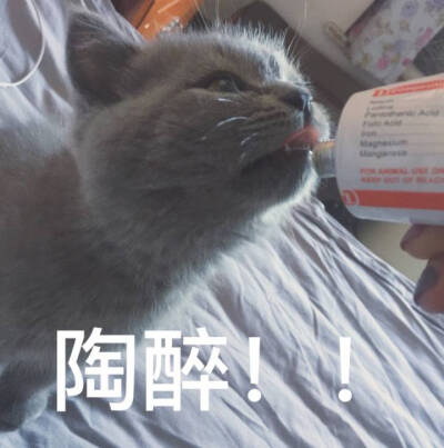 喵
来源 微博 猫咪表情包