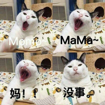 喵
来源 微博 猫咪表情包