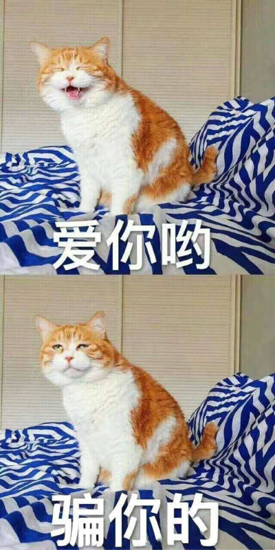 喵
来源 微博 猫咪表情包