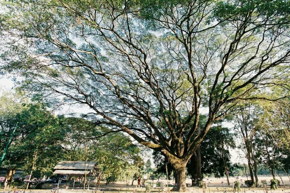 树大根深