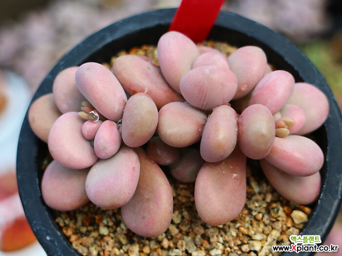 多肉植物桃之卵群生