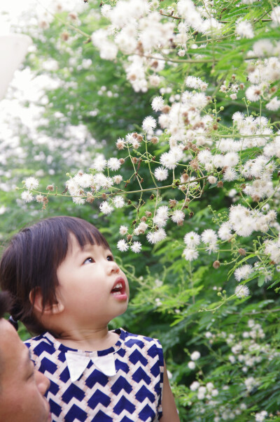 2017，夏之花