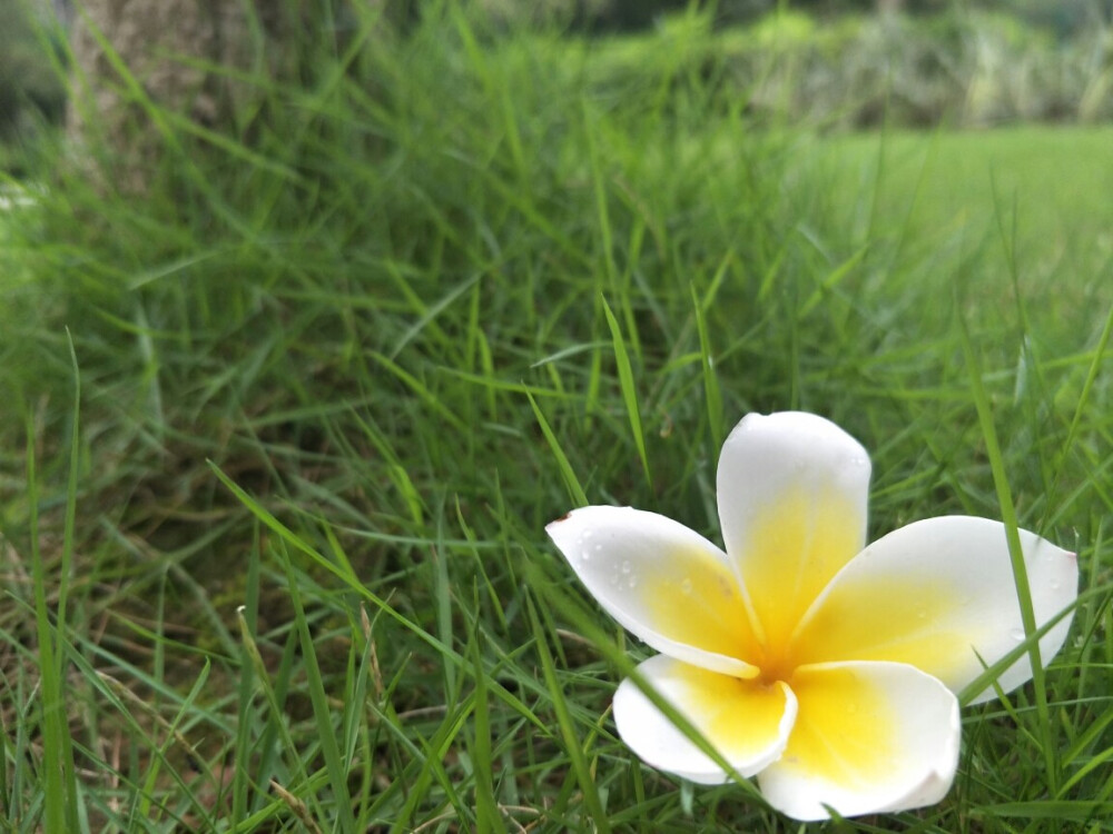 鸡蛋花。落雨中。