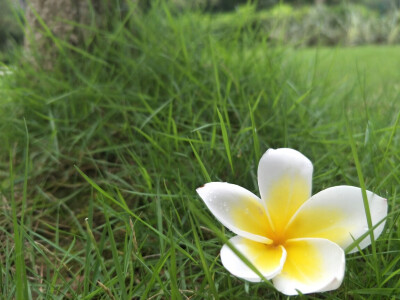 鸡蛋花。落雨中。