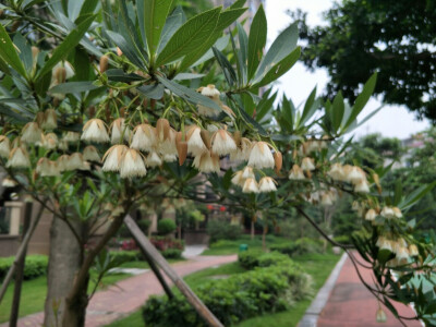 水石榕。遍地落花。。