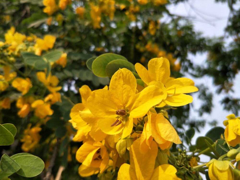 迎春花。满满一树~