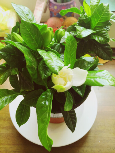 栀子花～第一朵含苞待放