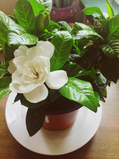 栀子花～第一朵盛开