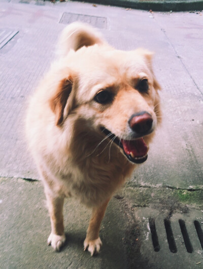 点点的好朋友公主