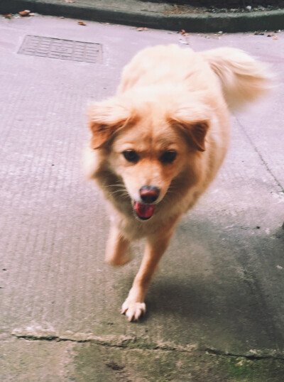 点点的好朋友公主