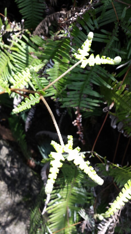 part1花朵植物 芒萁(湖北恩施土司城)向里卷的植物