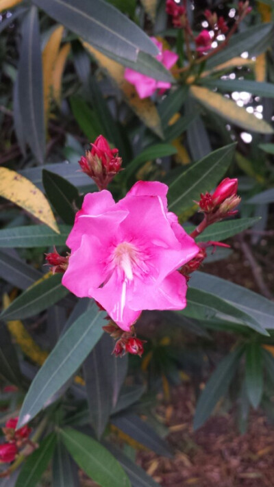 part1花朵植物 夹竹桃(湖南长沙橘子洲头)