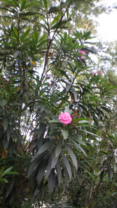 part1花朵植物(湖南长沙橘子洲头)同下一张照片远景。