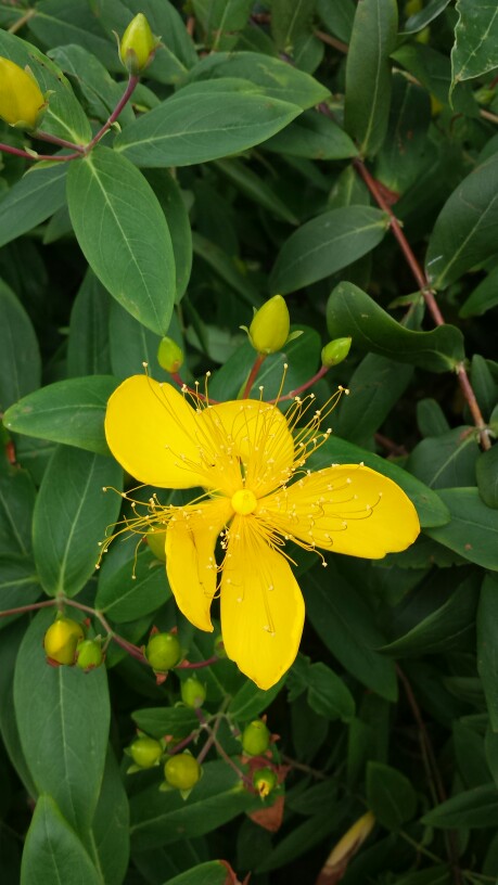 part1花朵植物(湖南长沙橘子洲头)