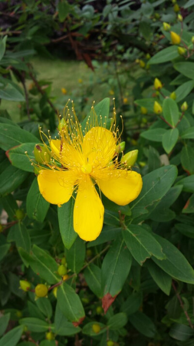 part1花朵植物 金丝桃(湖南长沙橘子洲头)