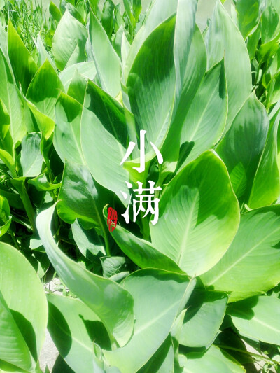 夏小满