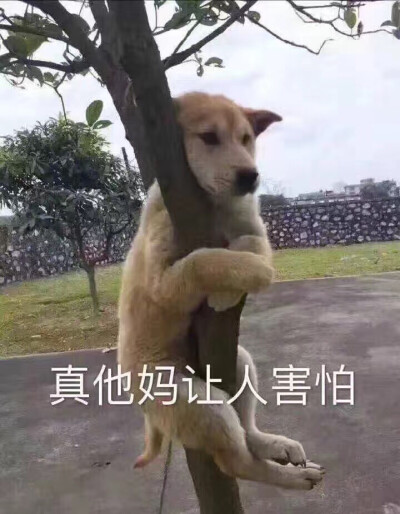 哈哈哈哈哈哈 狗