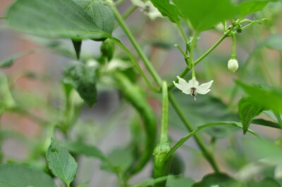 辣椒花