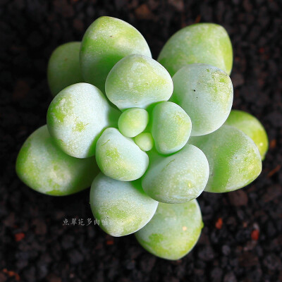 天使之泪 有根 单头 多肉植物 多肉 办公室植物绿植创意花卉盆栽