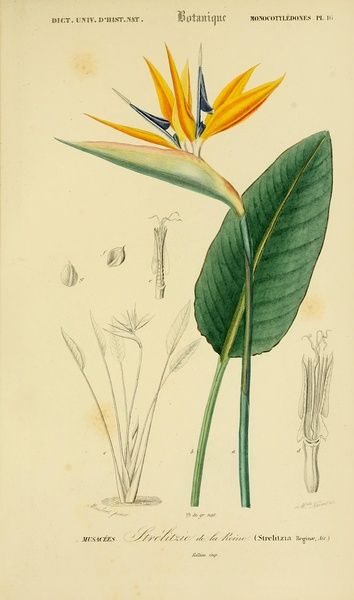 Strelitzia Reginae （鹤望兰，天堂鸟） 作者：D'Orbigny 时间：1847-1849 版本：《Dictionnaire universel d’histoire naturelle. v.3》