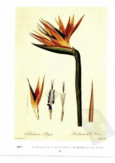 鹤望兰 Bird-of-Paradise Flower
鹤望兰曾是一种非洲野生花种。传说英皇乔治三世所钟爱的皇后夏洛蒂就十分喜爱这种花草，认为它的花形像鸟冠和鸟嘴，而她出生的故乡就叫天堂鸟村，所以皇后便给这种野花赐名“天堂鸟…