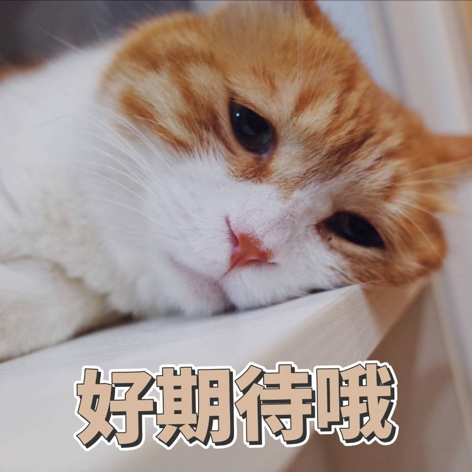 猫日