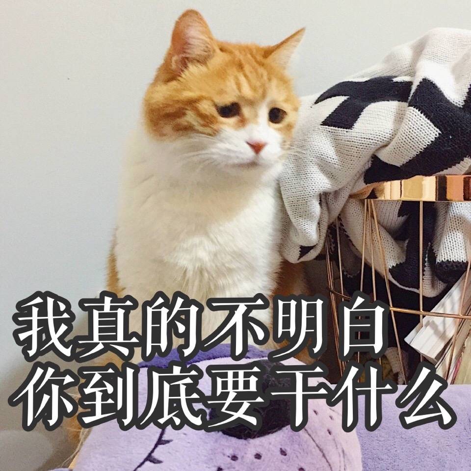 猫日