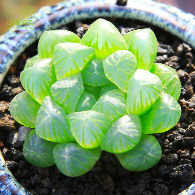 木辛 姬玉露 多肉植物组合盆栽 多肉室内阳台绿植叶插盆景