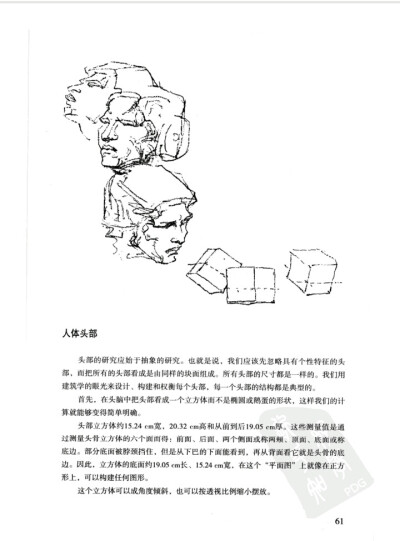 伯里曼 p61 头部