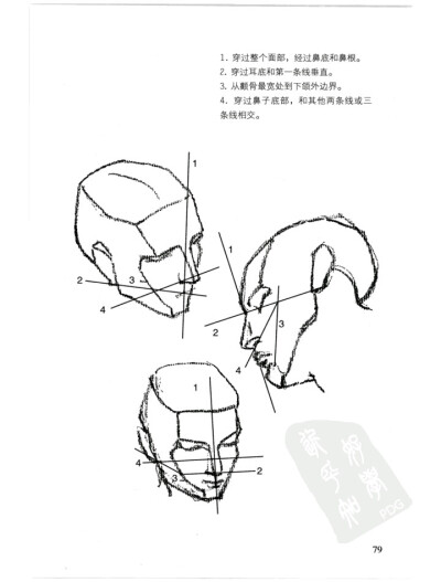 伯里曼p79 头部 五官间的联系
