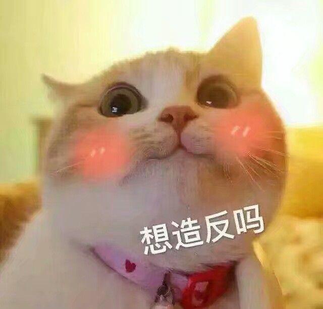 猫咪