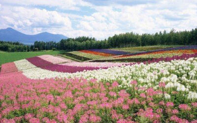 日本北海道花海