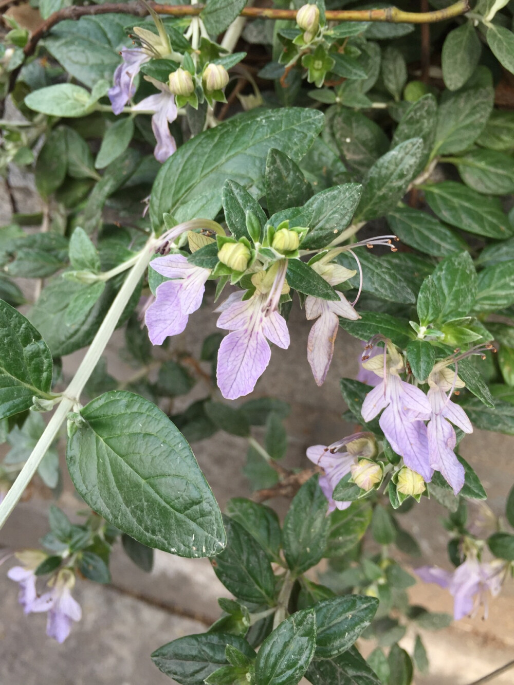 边上花坛里开着的不知名的紫色小花～很漂亮～