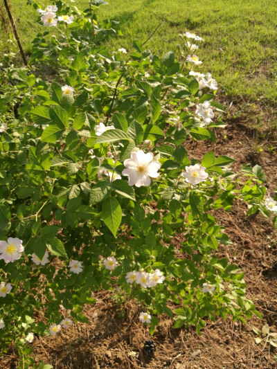 花开半夏