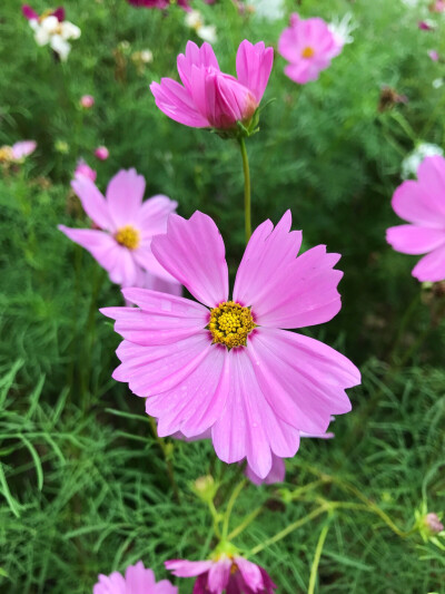 格桑花