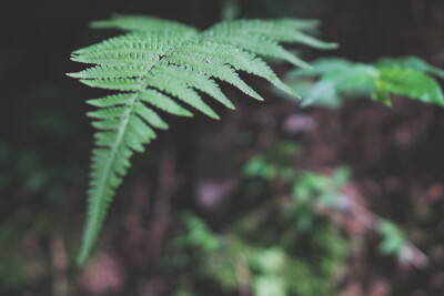 八美图。绿 / 植物